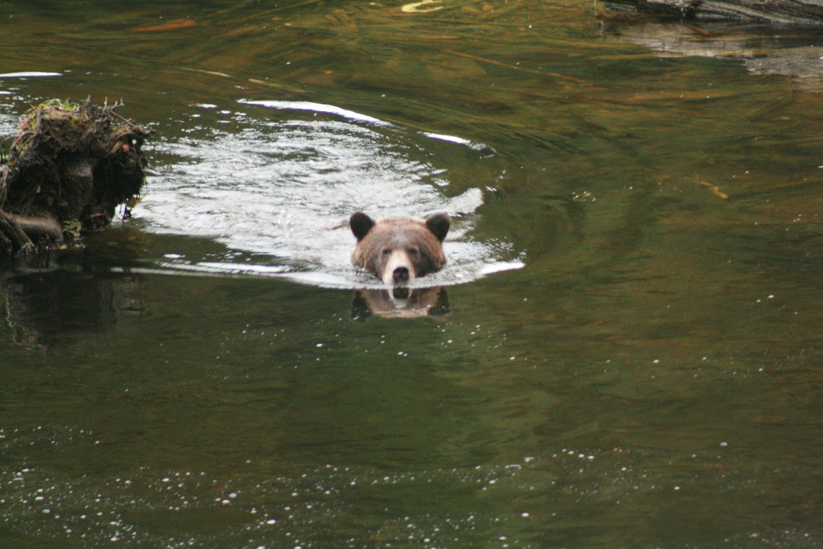 Grizzly Swimming